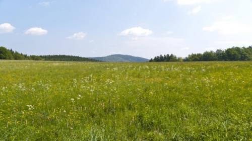 Луг на пешеходной тропе Ренштайг в Германии