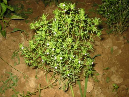 Что Такое Немецкий Bohnenkraut (Summer Savory)?